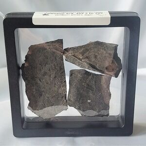 Unique Rare Carboniferous Coal Era Fossil From World Famous‎ Union Chaple Mines